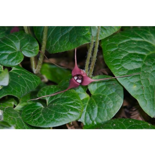 Asarum europaeum - Kapotnyak