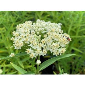 Asclepias incarnata Ice Ballet - Kínai leander