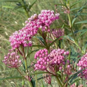 Asclepias incarnata - Kínai leander