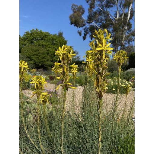 Asphodeline lutea - Virágoszlop