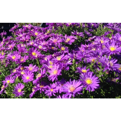 Aster divaricatus Augenweide - Évelő őszirózsa