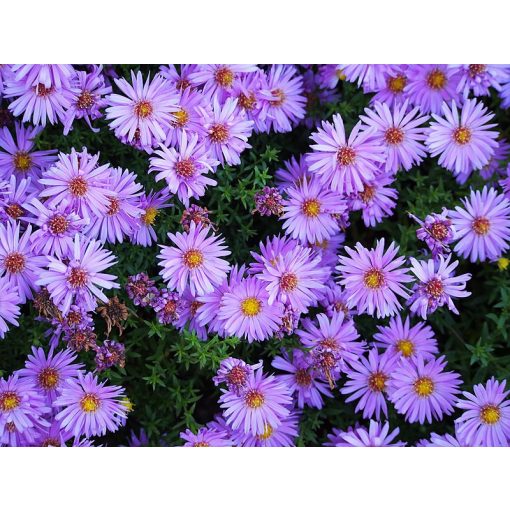 Aster dumosus Herbstgruss von Bresserhof - Évelő őszirózsa