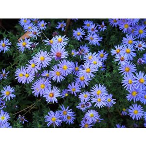 Aster divaricatus Lady in Blue - Évelő őszirózsa