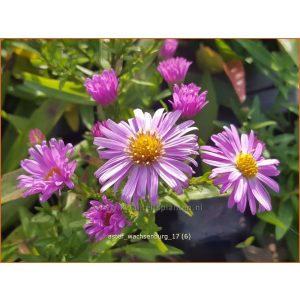 Aster dumosus Wachsenburg - Évelő őszirózsa