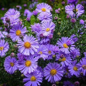 Aster dumosus Woods Light Blue - Évelő őszirózsa