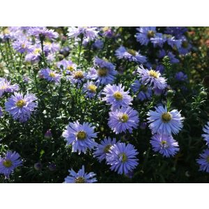 Aster dumosus Zwergenhimmel - Évelő őszirózsa