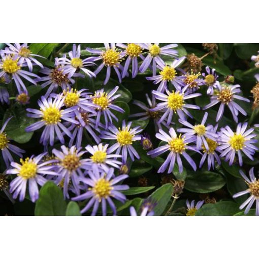 Aster ageratoides Adustus Nanus - Ázsiai őszirózsa