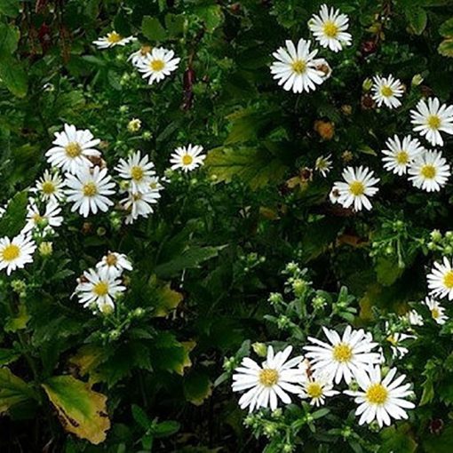 Aster ageratoides Ashvi - Ázsiai őszirózsa