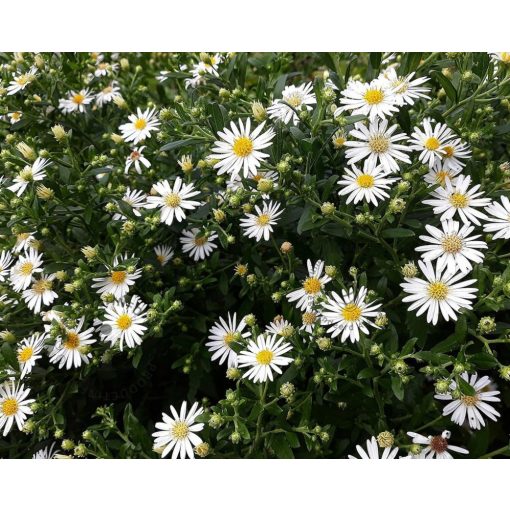 Aster ageratoides Starshine - Ázsiai őszirózsa