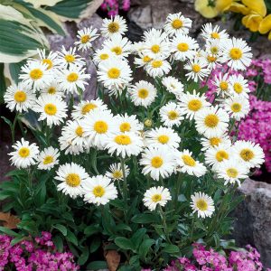 Aster alpinus White Beauty - Havasi őszirózsa