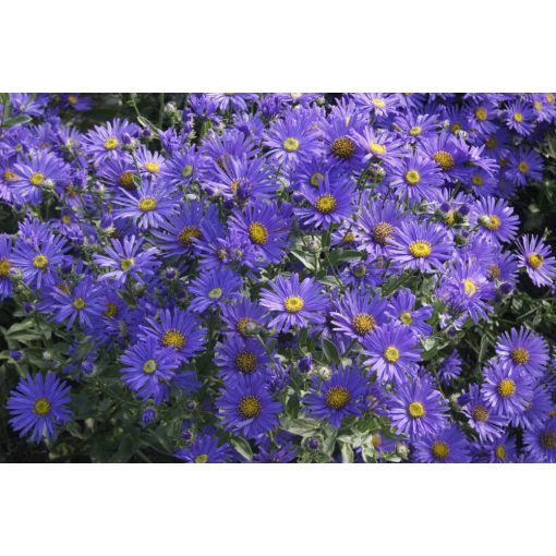 Aster amellus Blue King - Csillagőszirózsa