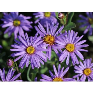 Aster amellus Mira - Csillagőszirózsa