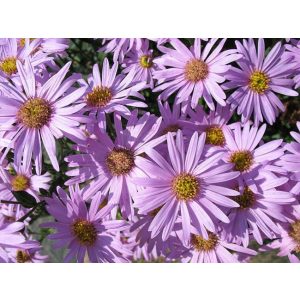 Aster amellus Rosa Erfüllung - Csillagőszirózsa