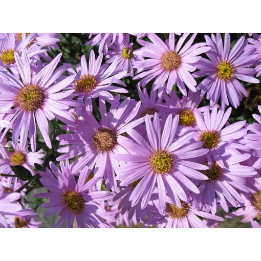 Aster amellus Rosa Erfüllung - Csillagőszirózsa