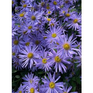 Aster amellus Rudolf Goethe - Csillagőszirózsa