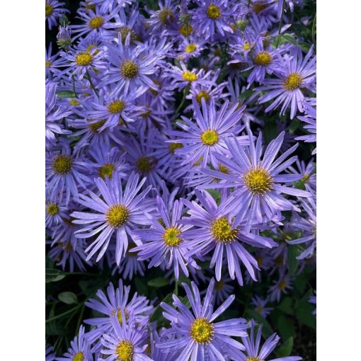 Aster amellus Rudolf Goethe - Csillagőszirózsa