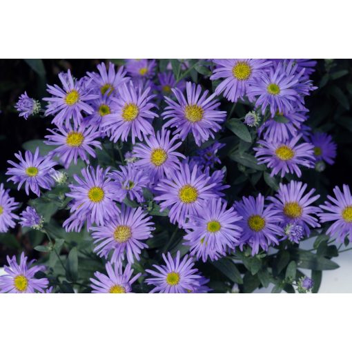 Aster amellus Sternkugel - Csillagőszirózsa