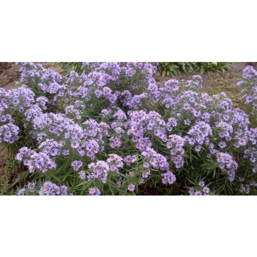 Aster amethystinus Freiburg - Kisvirágú őszirózsa