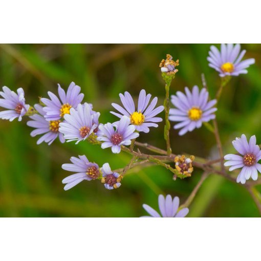 Aster azureus - Égkék őszirózsa