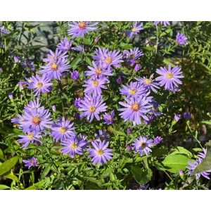 Aster cordifolius Blue Heaven - Szívlevelű őszirózsa