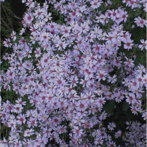 Aster cordifolius Ideal - Szívlevelű őszirózsa