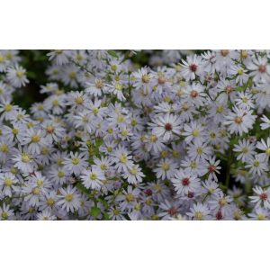 Aster cordifolius Silver Spray - Szívlevelű őszirózsa