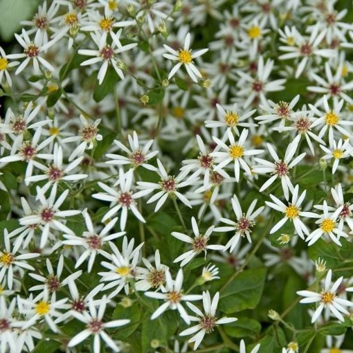 Aster divaricatus - Fehér őszirózsa