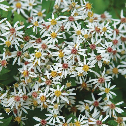 Aster divaricatus Eastern Star - Fehér őszirózsa