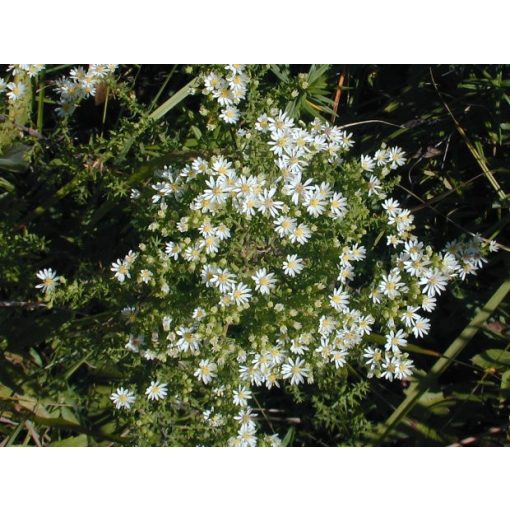 Aster ericoides - Tűlevelű őszirózsa