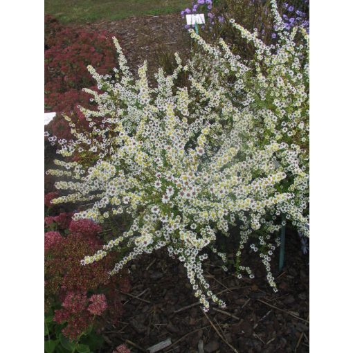 Aster ericoides Alaska - Tűlevelű őszirózsa