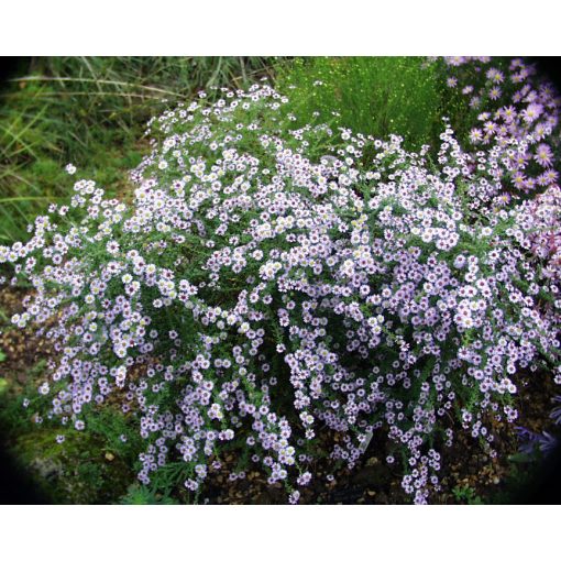 Aster ericoides Blue Star - Tűlevelű őszirózsa