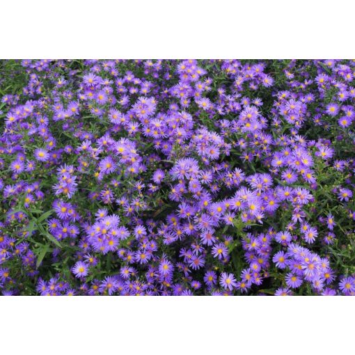 Aster ericoides Blue Wonder - Tűlevelű őszirózsa