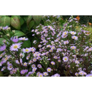 Aster ericoides Esther - Tűlevelű őszirózsa