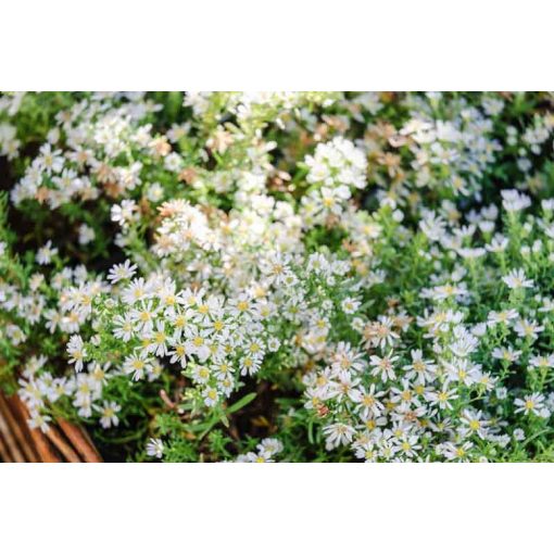 Aster ericoides Snow Flurry - Tűlevelű őszirózsa