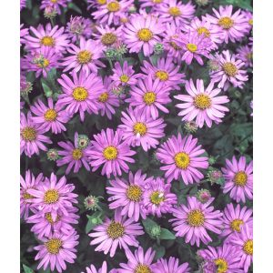 Aster frikartii Floras Delight - Évelő őszirózsa