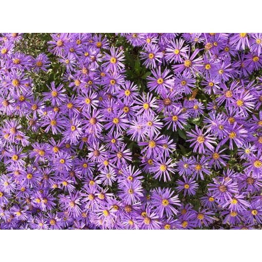 Aster frikartii Jungfrau - Évelő őszirózsa