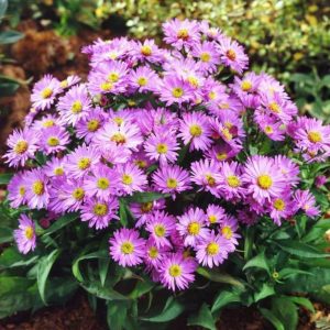 Aster Island Barbados - Évelő őszirózsa