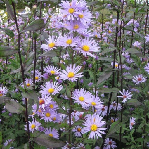 Aster laevis Calliope - Évelő őszirózsa