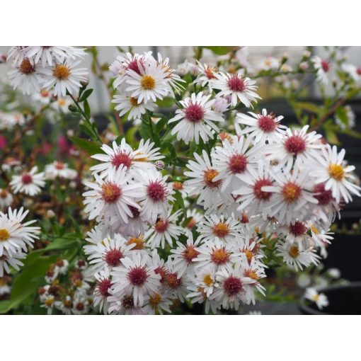 Aster laterifolius Chloe - Évelő őszirózsa