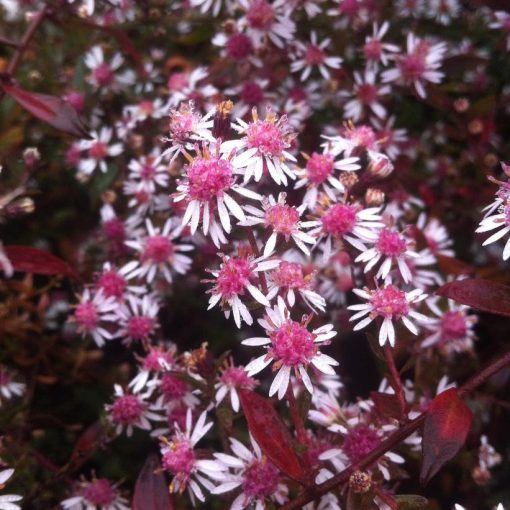 Aster laterifolius Lady in Black - Évelő őszirózsa