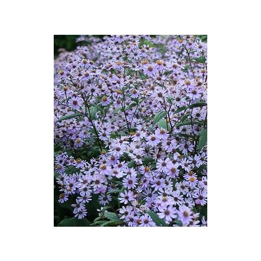 Aster macrophyllus Twilight - Nagylevelű őszirózsa