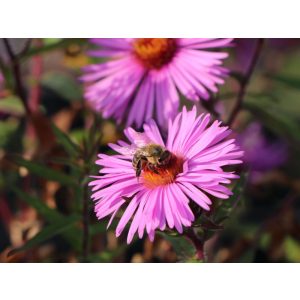 Aster novae-angliae Abendsonne - Mirigyes őszirózsa