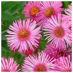 Aster novae-angliae Barrs Pink - Mirigyes őszirózsa