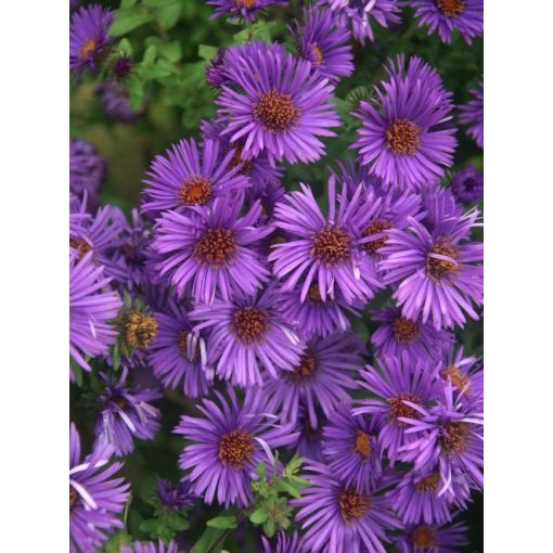 Aster novae-angliae Purple Dome - Mirigyes őszirózsa