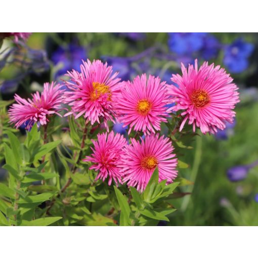 Aster novae-angliae Rudelsburg - Mirigyes őszirózsa