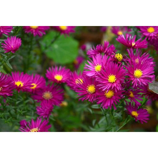 Aster novae-angliae Septemberrubin - Mirigyes őszirózsa