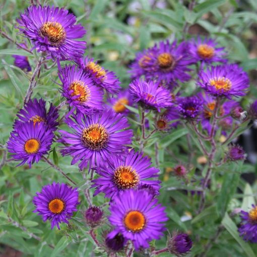 Aster novae-angliae Violetta - Mirigyes őszirózsa