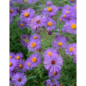 Aster novae-angliae W. Bowman - Mirigyes őszirózsa