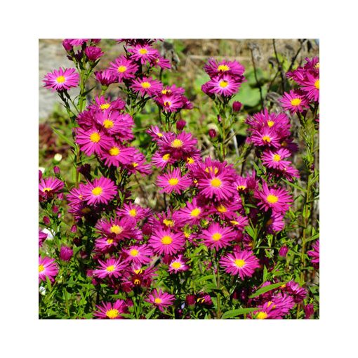 Aster novi-belgii Crimson Brocade - Kopasz őszirózsa