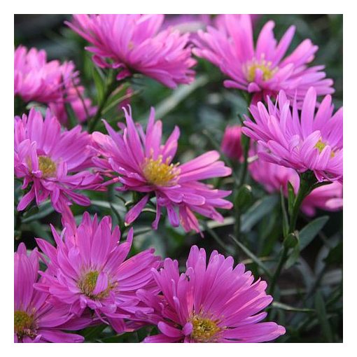 Aster novi-belgii Rosa Perle - Kopasz őszirózsa